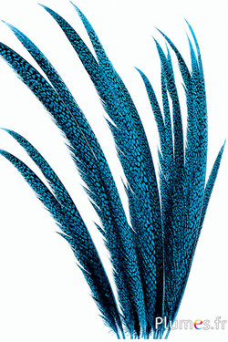 Fagiano dorato - 55-65 cm - turchese